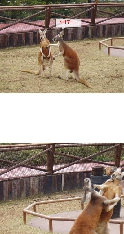찌찌뽕.jpg