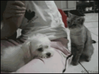고양이 개를 찝적대다.gif
