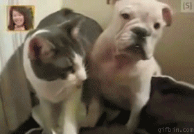 고양이 개를 치다.gif