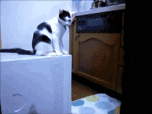 뜻밖의 이간질.gif