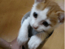 두더지 게임.gif