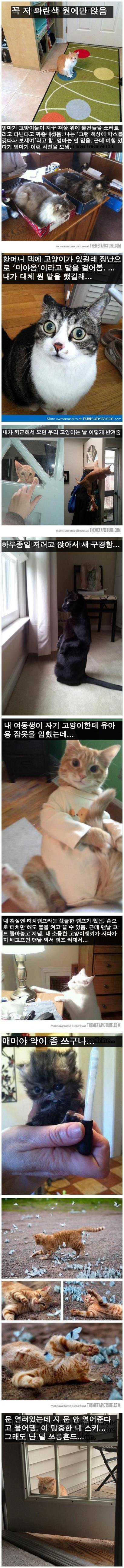 웃기는 고양이 모음 01.jpg