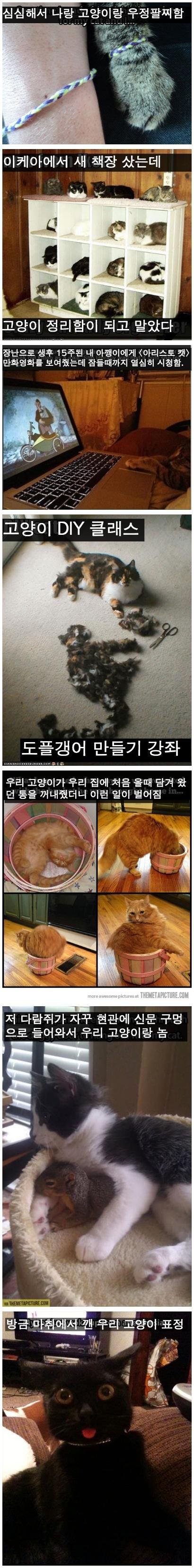 웃기는 고양이 모음 03.jpg