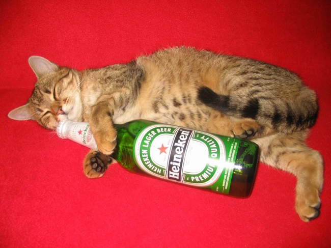 맥주와 고양이 01.jpg