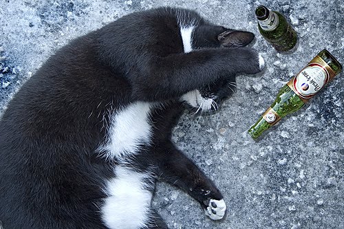 고양이와 술 032.jpg