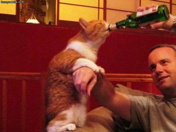 고양이와 술 007.jpg