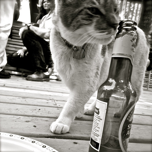 고양이와 술 030.jpg