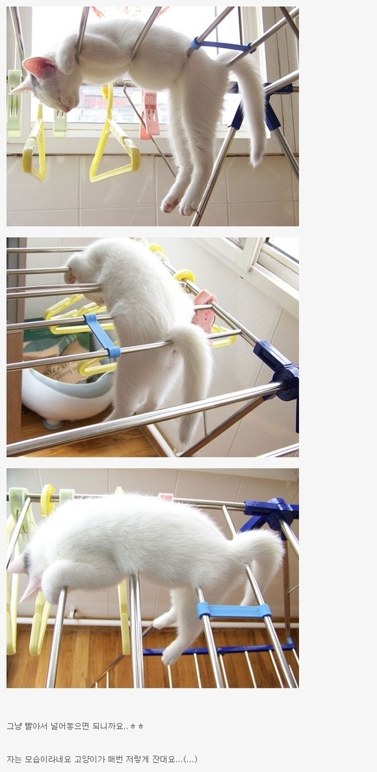 널려 있는 고양이.jpg