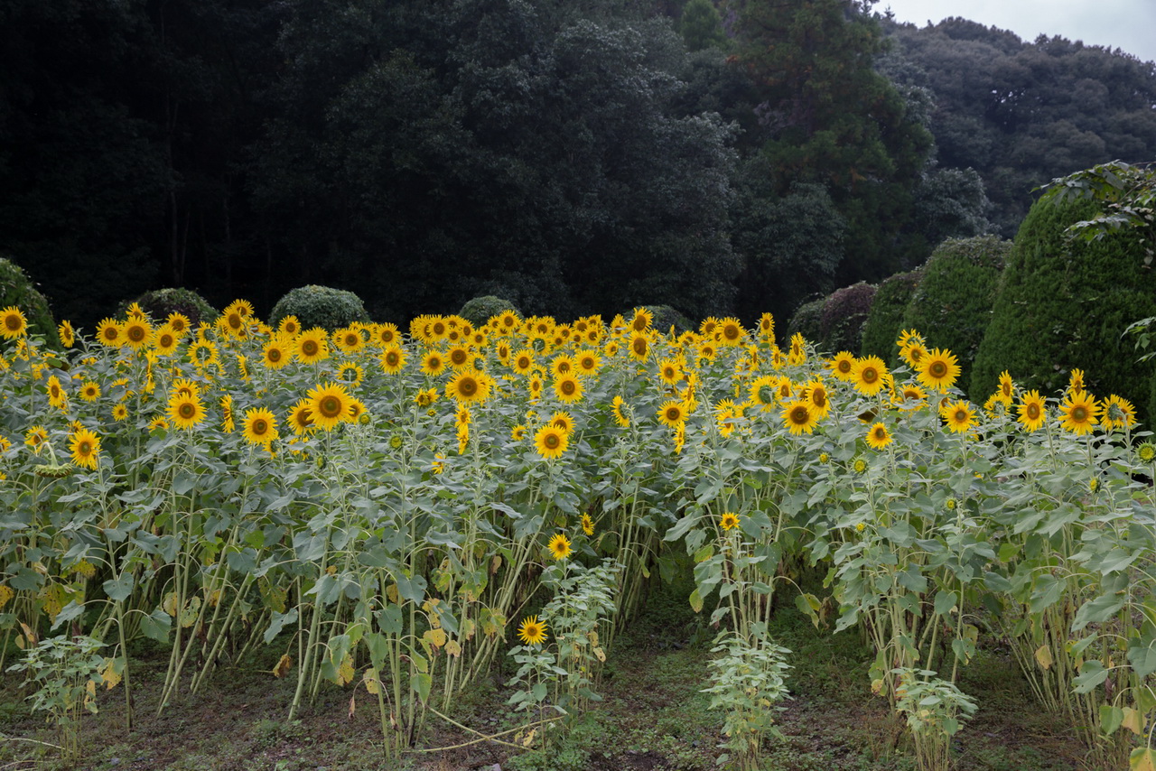 _J0A10036.jpg