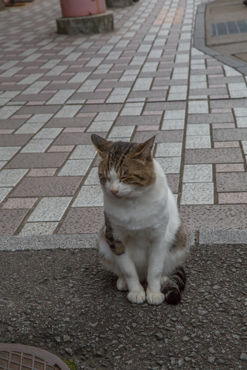 _J0A11572.jpg
