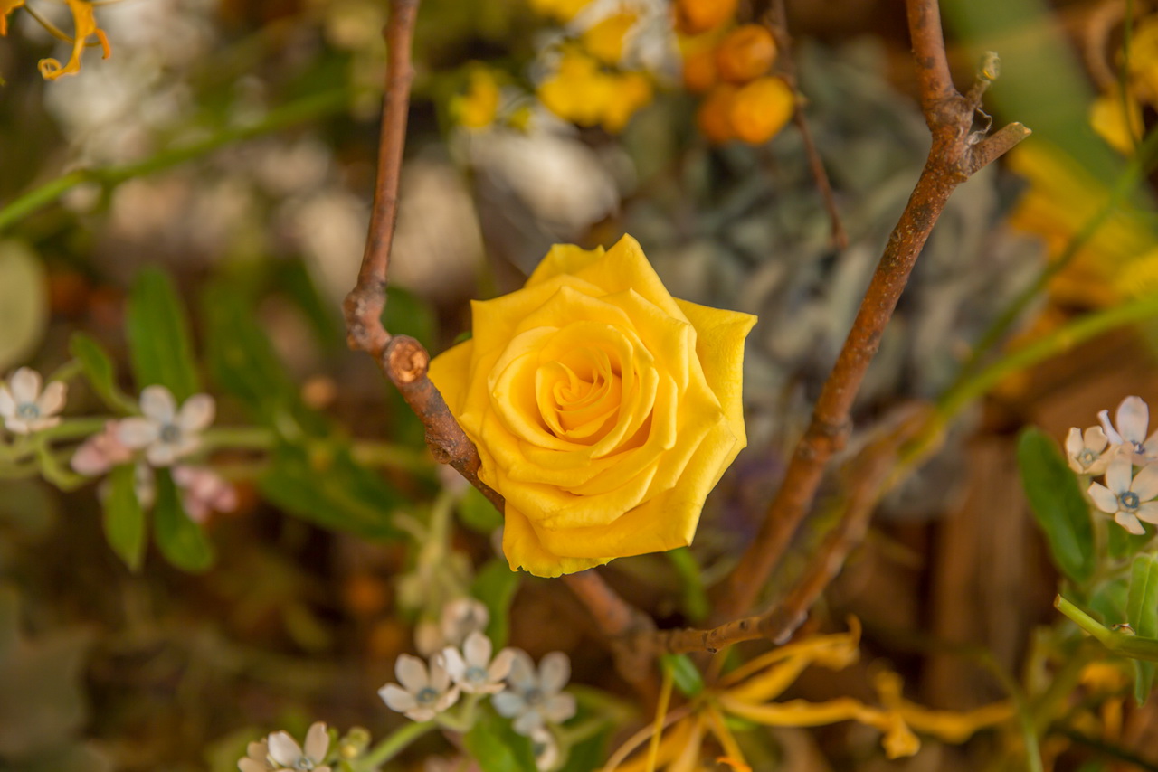 _J0A08586.jpg