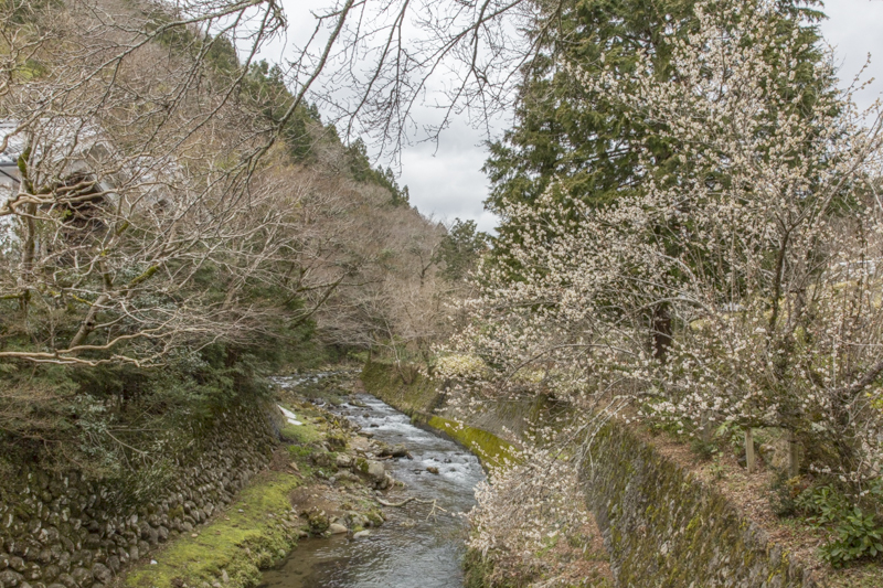 _J0A7206.jpg