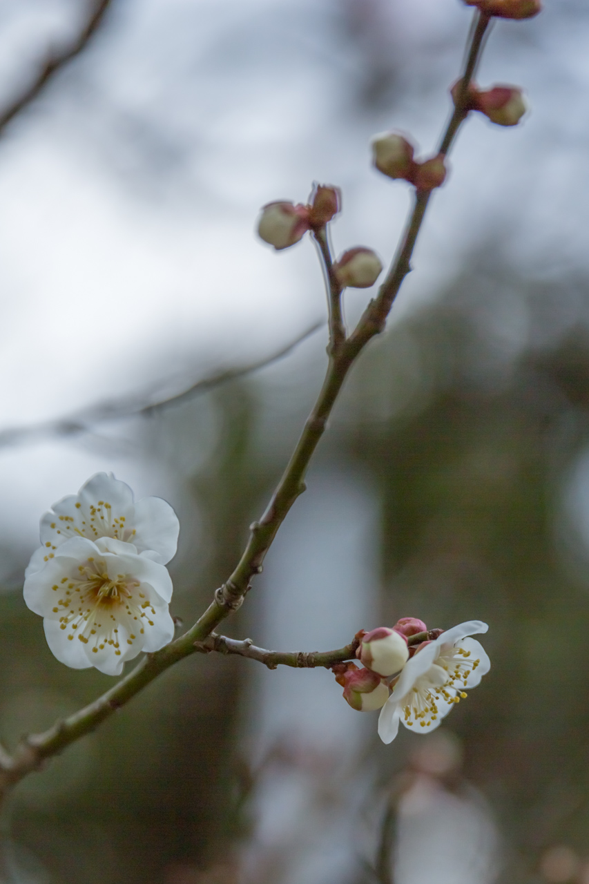 _J0A7014.jpg