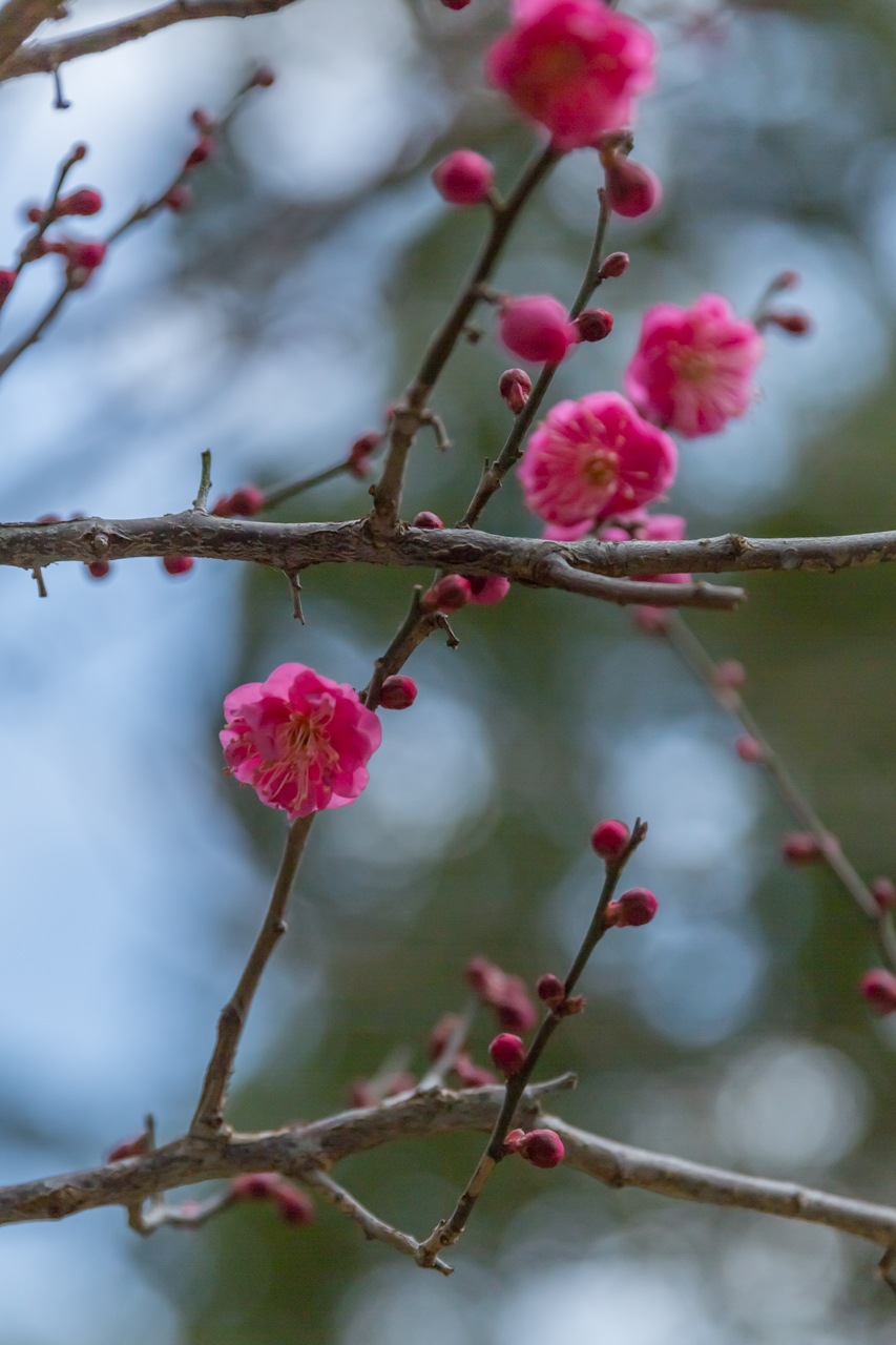 _J0A6912.jpg