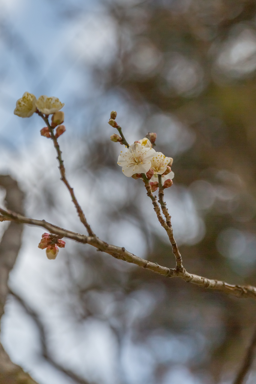 _J0A6795.jpg