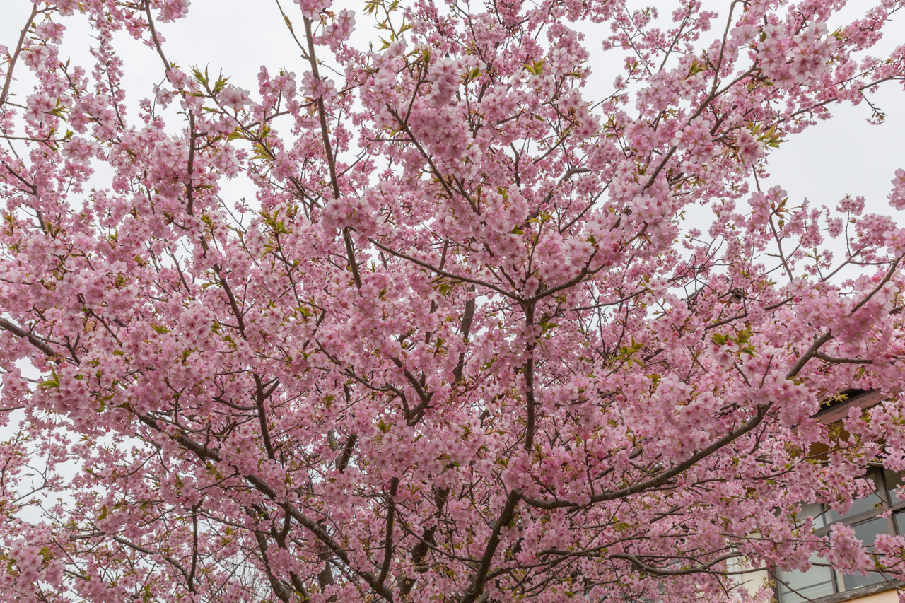 _J0A7850.jpg