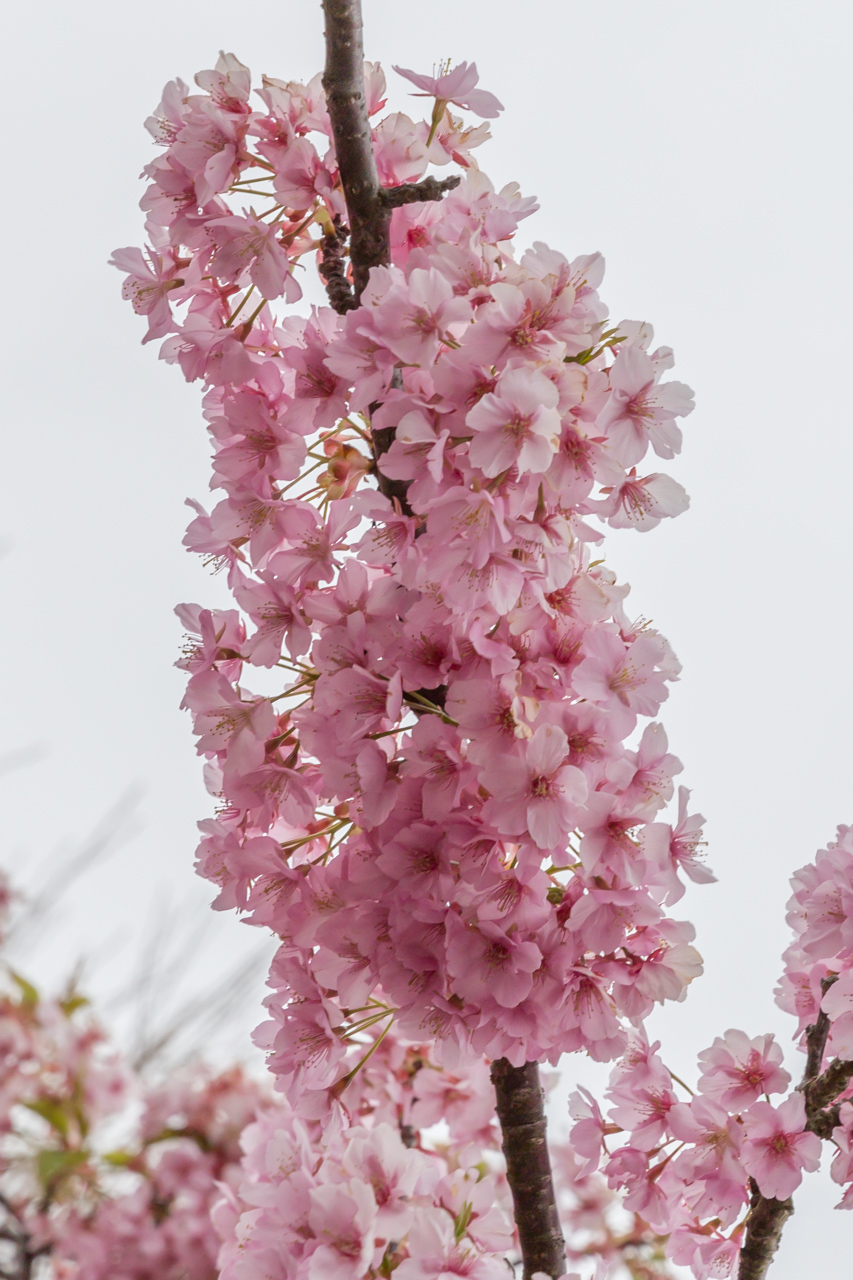 _J0A7862.jpg