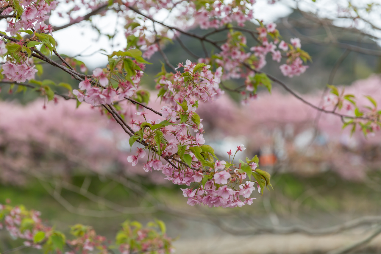 _J0A8040.jpg