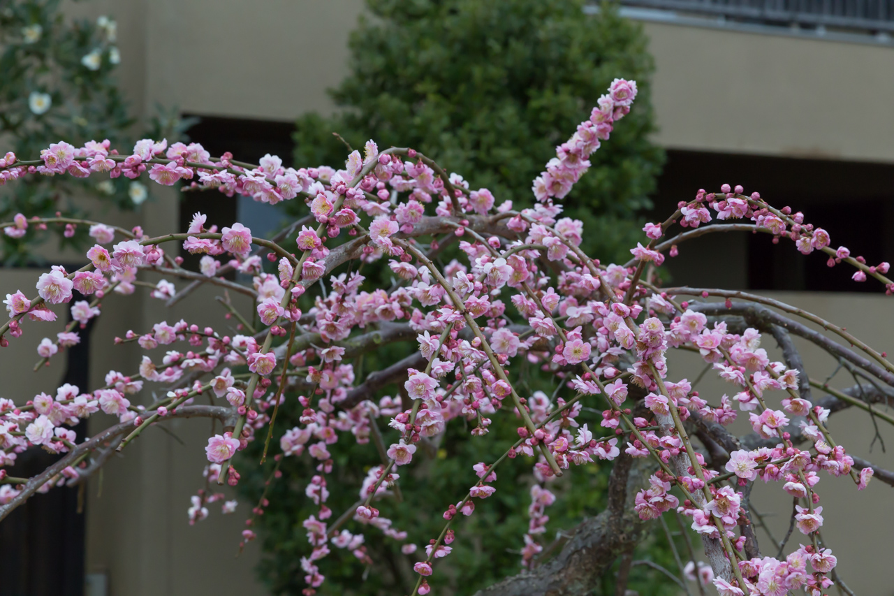 _J0A8157.jpg