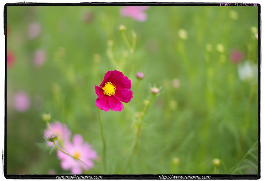 DSCF5530.jpg